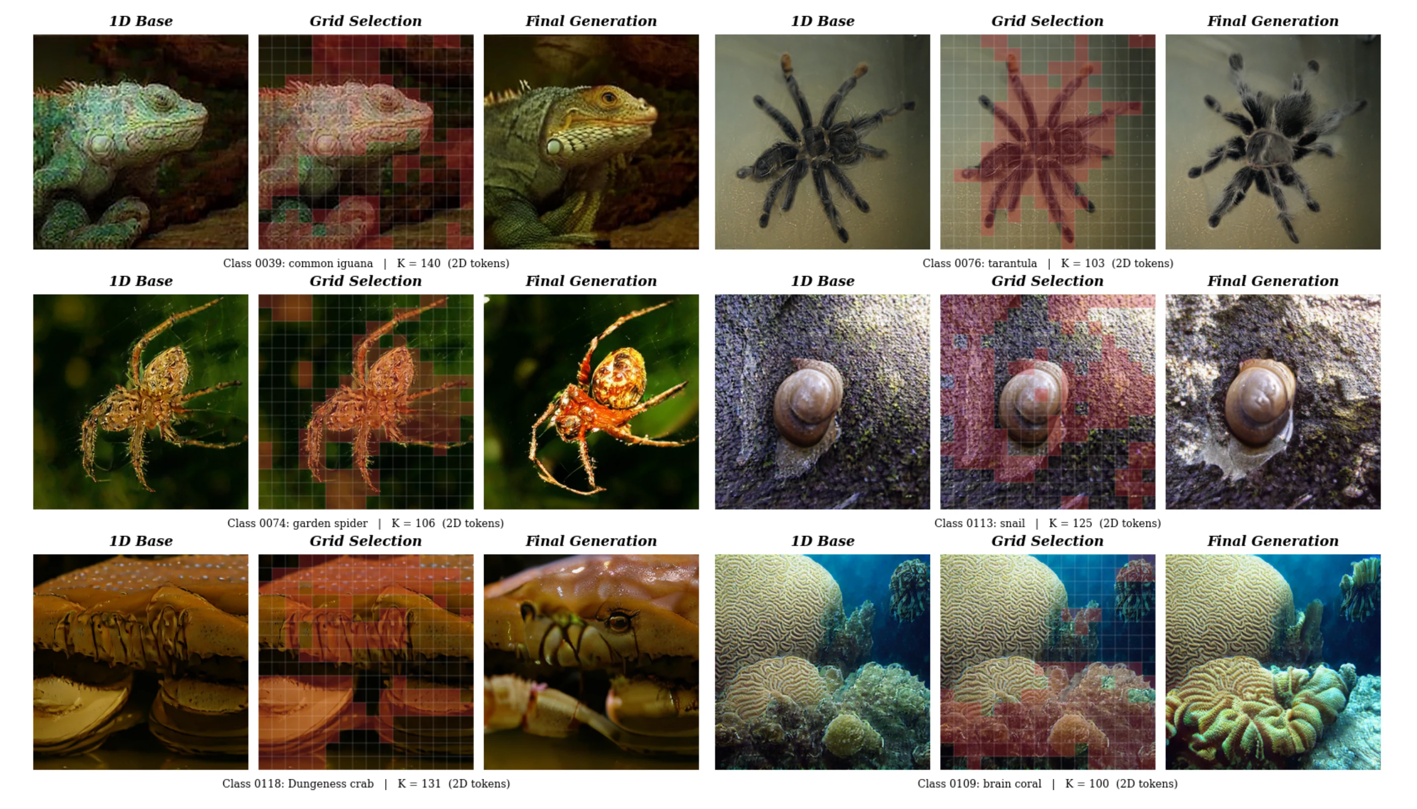 MixTok class-conditional generation examples showing base images, selected refinement locations, and final refined images
